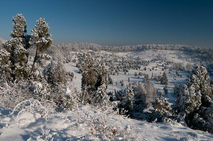 Ferienwohnung Heide View Bispingen Bagian luar foto